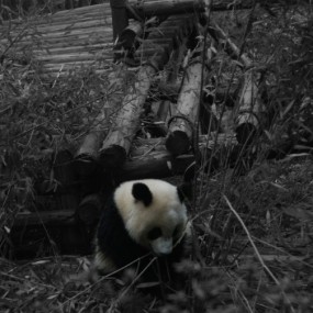 照片后期新手作品——“局部上色”的色彩冲击