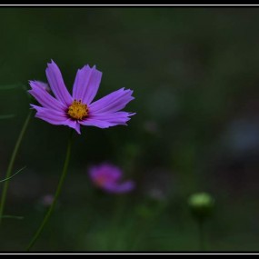 美丽的小花，求指导！