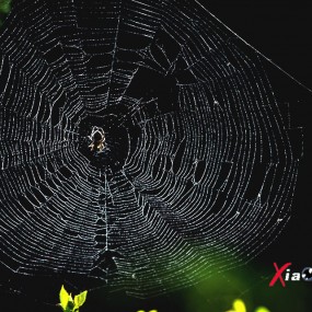 网－“知足常乐”