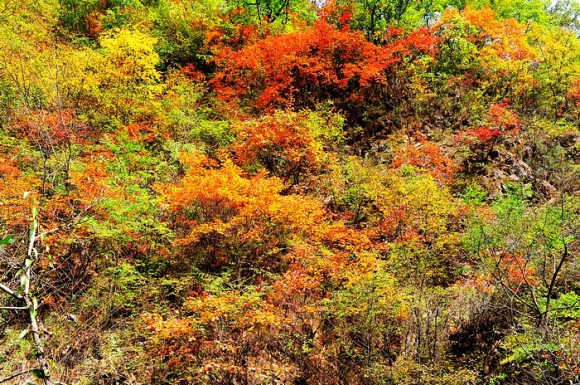 看山花烂漫