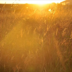 黄昏的风景《一》