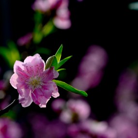 粉红色的记忆----桃花