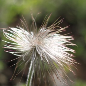 山里拍的，大家看看是什么花