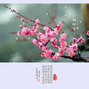 红梅映雪