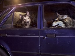 The silence of dogs in cars’ by Martin Usborne