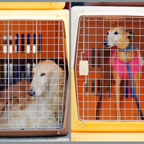 狗狗心情 -航海王基德