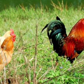 原生态鸡们《妻妾成群》