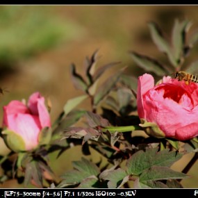 牡丹花中采蜜忙