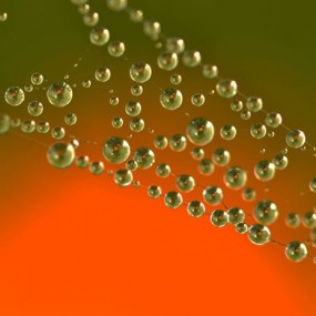 水珠·不一样的美