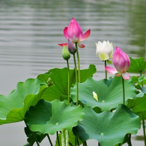 竖式构图拍荷花