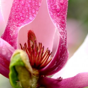 玉兰花  不一样的视角  不一样的美