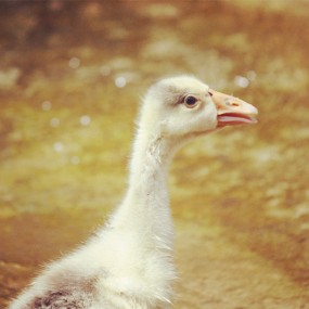 丑小鸭的天鹅梦