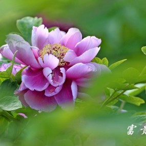 ——牡丹、芍药共舞富贵吉祥——