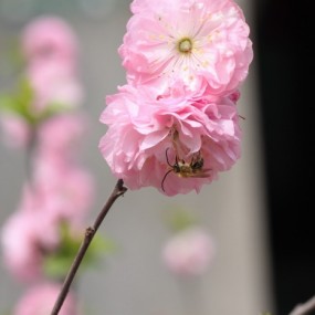 这里有动物有植物有人物