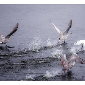 平陆三湾大天鹅