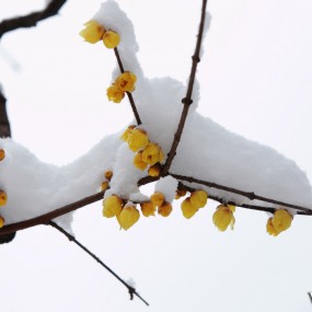 【雪映腊梅艳】