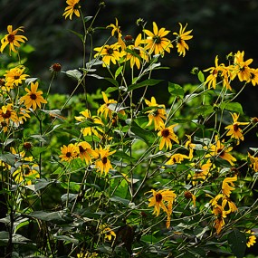 上午遛狗拍的向日葵