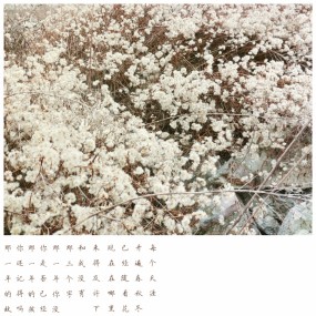 《 那些花，那些话 》