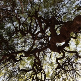 百岁古槐，春之舞曲