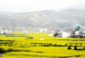 汉中油菜花之旅