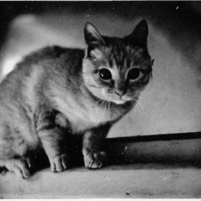 误入寝室的小喵