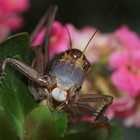 NEX-5N+XPRO近摄镜试拍蝈蝈