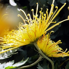 咸阳菊——－－－天生丽质