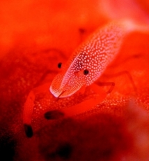 海底精灵 - 水下摄影