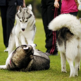 雪橇三傻之哈士奇