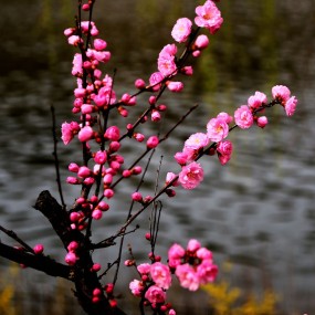 桃花盛开（二）