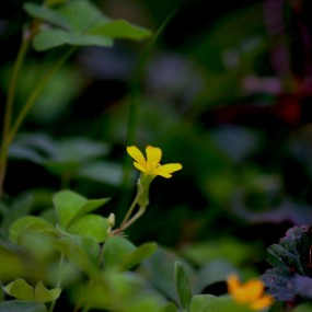 小黄草花