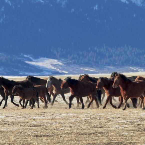 雪韵祁连（五）奔腾（下）