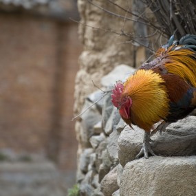 农村的就是比城里的漂亮