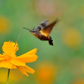 谁能辨我是雌性--蜂蛾