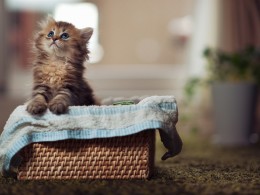 喵星人 ｜摄影师Ben Terode