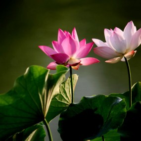 你姣姣我娇娇，姣姣娇娇。