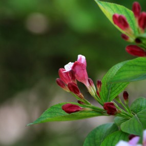 谁知这花叫什么