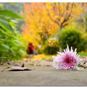 终南山观音禅寺的千年银杏