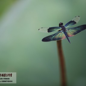 小品的乐在其中