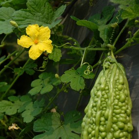 苦瓜 花