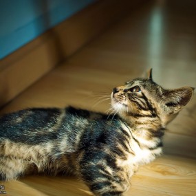 爱玩耍的小猫咪