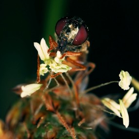 Nicolas Bouvier 精彩的微距摄影作品