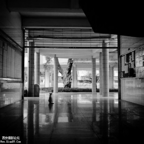 銀鹽的石中喵世界