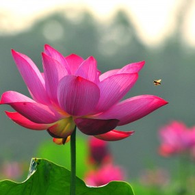 夏荷的眷恋-航海王基德