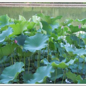 丰庆公园的荷花开了