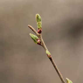 小树才露尖尖角