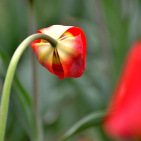 郁金香习作-残花之美