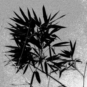 卡片机素描永阳公园的竹子