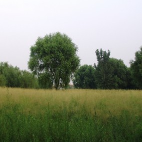 相机修理以后试拍一组小花