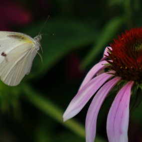 鲜花丛中蜂与蝶